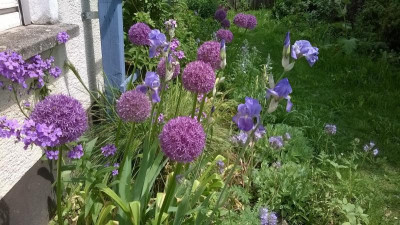 I.pall_Allium_05-17.jpg