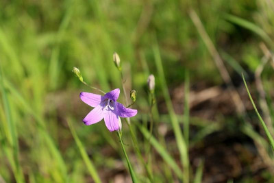 Wiesen-Glockenblume-01.JPG