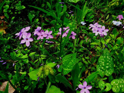 P. divaricata_Ga_RIMG1589.JPG
