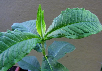 P. paniculata_Ga_RIMG1641.JPG