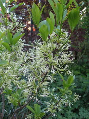 Chionanthus virginicus.JPG