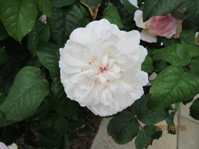 IMG_3190 small.jpg
