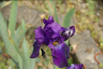 DSC06407.JPG