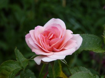 2017-05-25 Rosen 'Laurin'.jpg