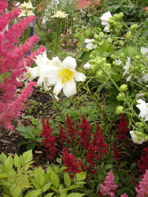 lilien25.jpg