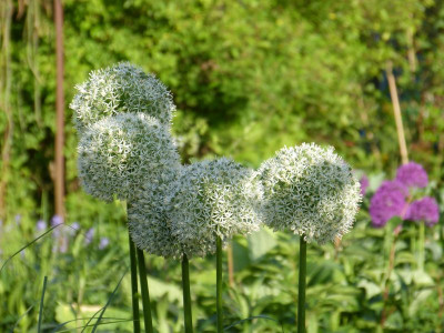2017-05-25 Allium 'Mount Everest'.jpg