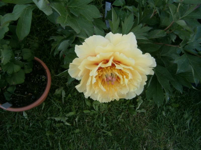 Reutlingen Gardenlife 013.JPG