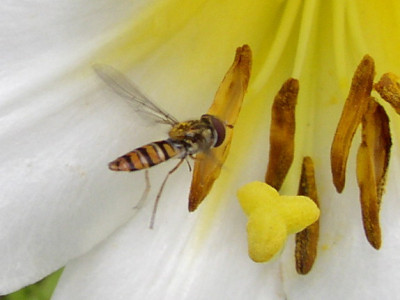lilien23.jpg