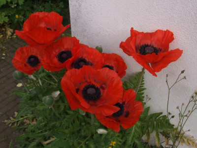 DSCF3877.JPG