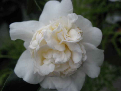 20.12.06._Camellia_Snowball_007.JPG