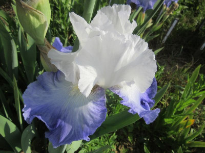 IMG_2765.JPG