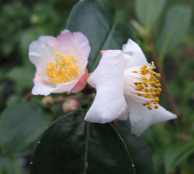 19.12.06.Camellia_Snowdrop__008.JPG