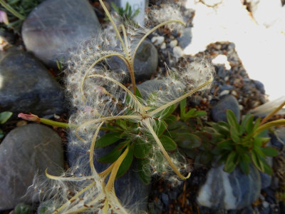 Epilobium crassum  ...  26.5.17 003.jpg