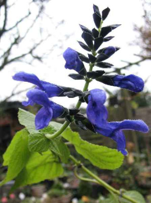 20.12.06._Salvia_azurea_002.JPG