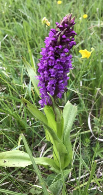 Dactylorhiza A 05-2017.jpg