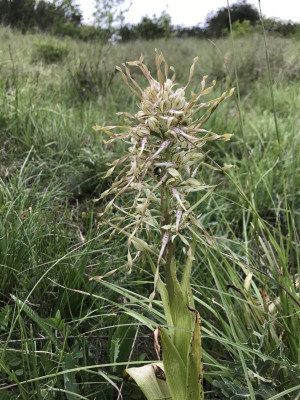 Himantoglossum hircinum B 05-2017.JPG