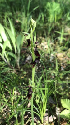 Ophrys insectifera 05-2017.jpg