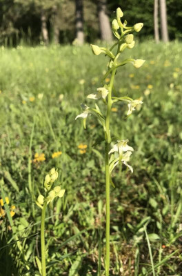 Platanthera A 05-2017.jpg
