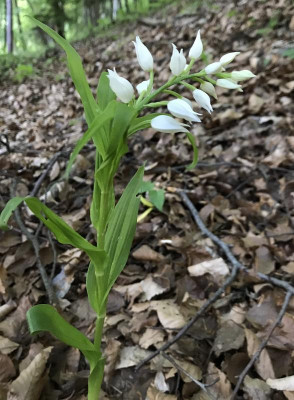 Cephalanthera longifolia 05-2017.jpg