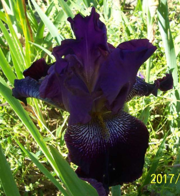 100_7119 Elro violetter Sämling.jpg