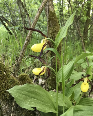 Cypripedium calceolus A 05-2017.jpg