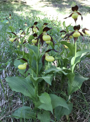 Cypripedium calceolus B 05-2017.jpg