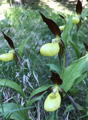 Cypripedium calceolus C 05-2017.jpg