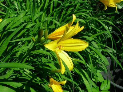 falsche Taglilie nicht Hemerocallis lilioasphodelus DSCN9181.JPG