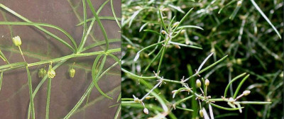 Asparagus_verticillatusTolmieaspecElfriede_min.jpg
