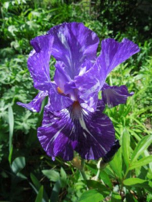 DSCN5270_klein.jpg