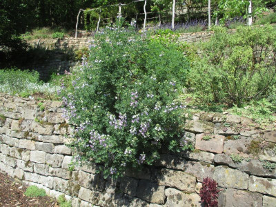 Lupinus arboreus 201705_01.jpg