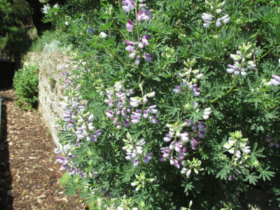 Lupinus arboreus 201705_03.jpg