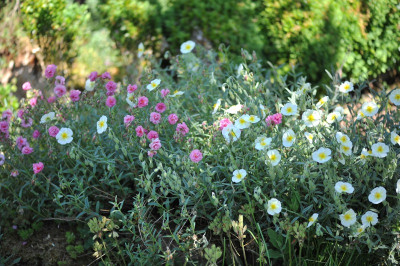 Helianthemum.jpg