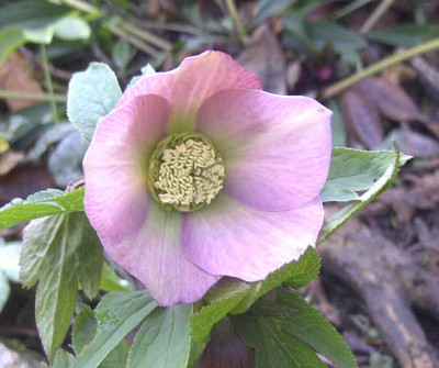 HelleborusRimg0764.JPG