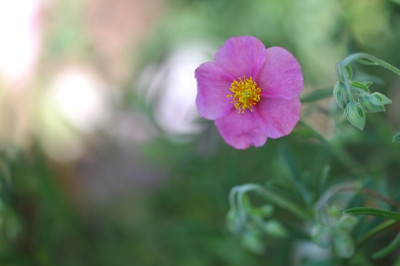 Helianthemum Sämling.jpg