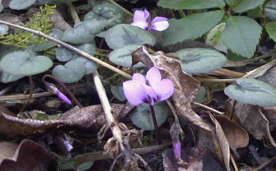 Cyclamen_coumRimg0767.JPG