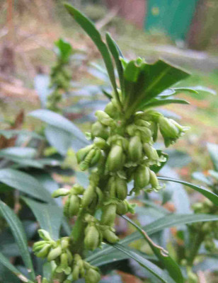 daphne_laureola3.jpg
