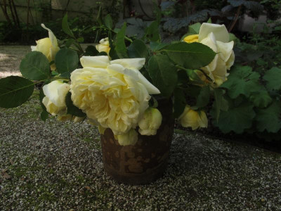 gelbunbek.img.JPG