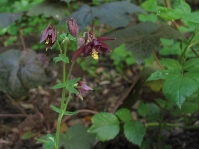 aquilegiaastrata17.img.JPG