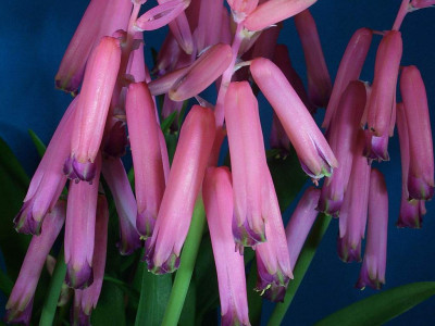 Lachenalia_bulbifera_blau.jpg