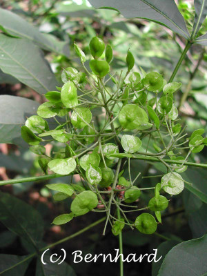 ptelea_trifoliata_6.jpg