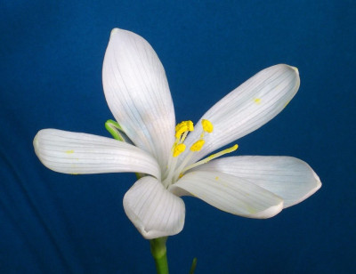 Sternbergia_candida_blau_1.jpg