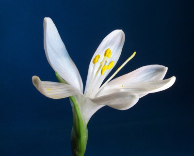 Sternbergia_candida_blau_2.jpg