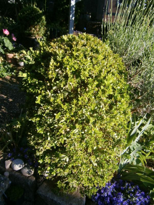 Corbiere Buchs nach Rückschnitt 002.JPG