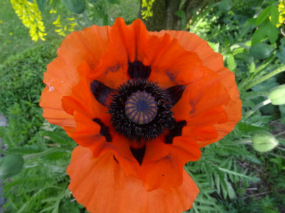 mohn.JPG