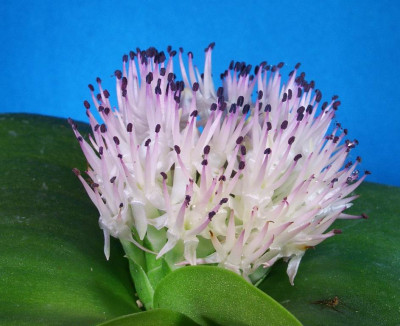 Massonia_echinata_blau.jpg