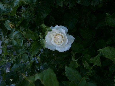 Rosenblüten Mai 17 011.JPG