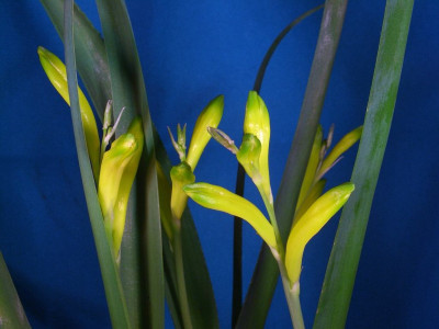 Lachenalia_reflexa_blau.jpg