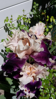 20170527_112301.jpg