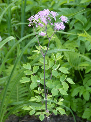 2017-05-27 Thalictrum 'Black Stockings'.jpg